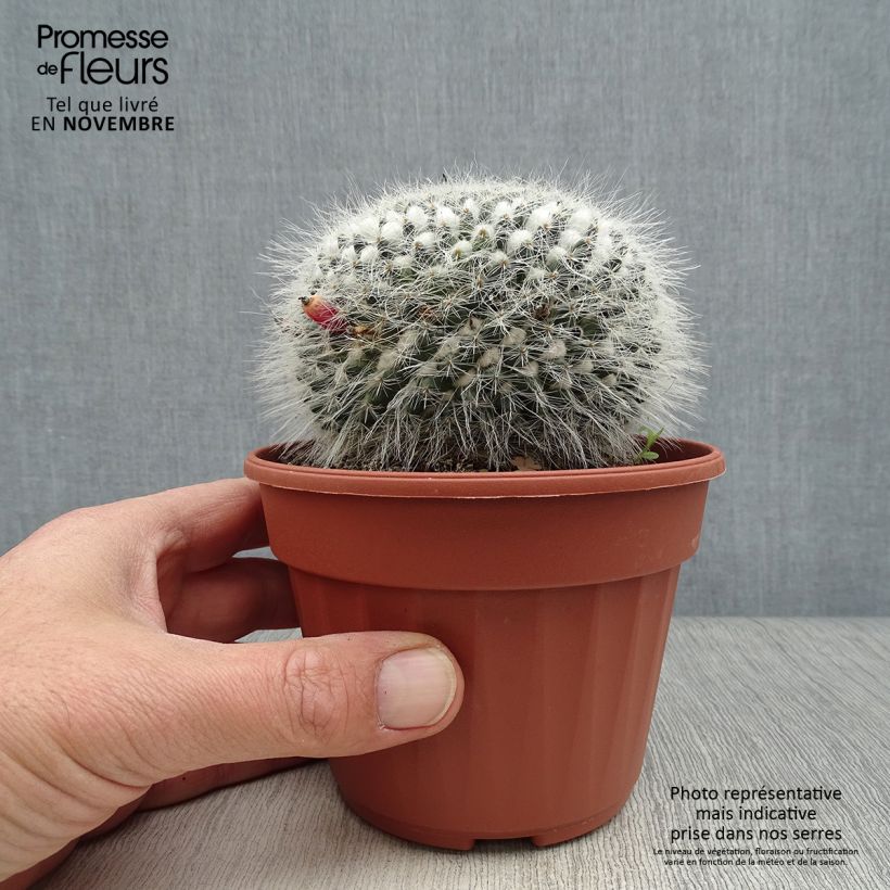 Example of Mammillaria perbella  Pot de 12 cm / 13 cm as you get in automne