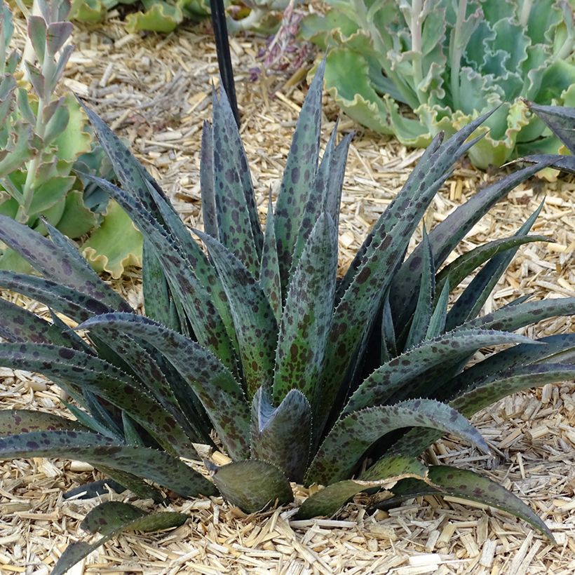Mangave Mangavé Pineapple Express (Plant habit)