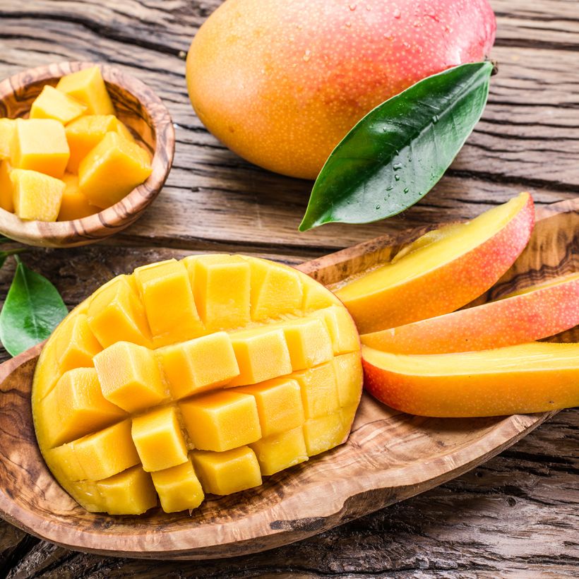 Mangifera indica - Manguier (Harvest)