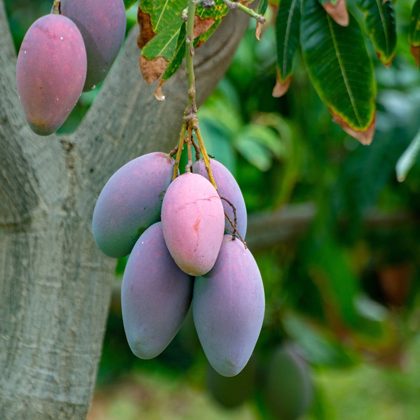 Manguier Irwin - Mangifera indica (Harvest)