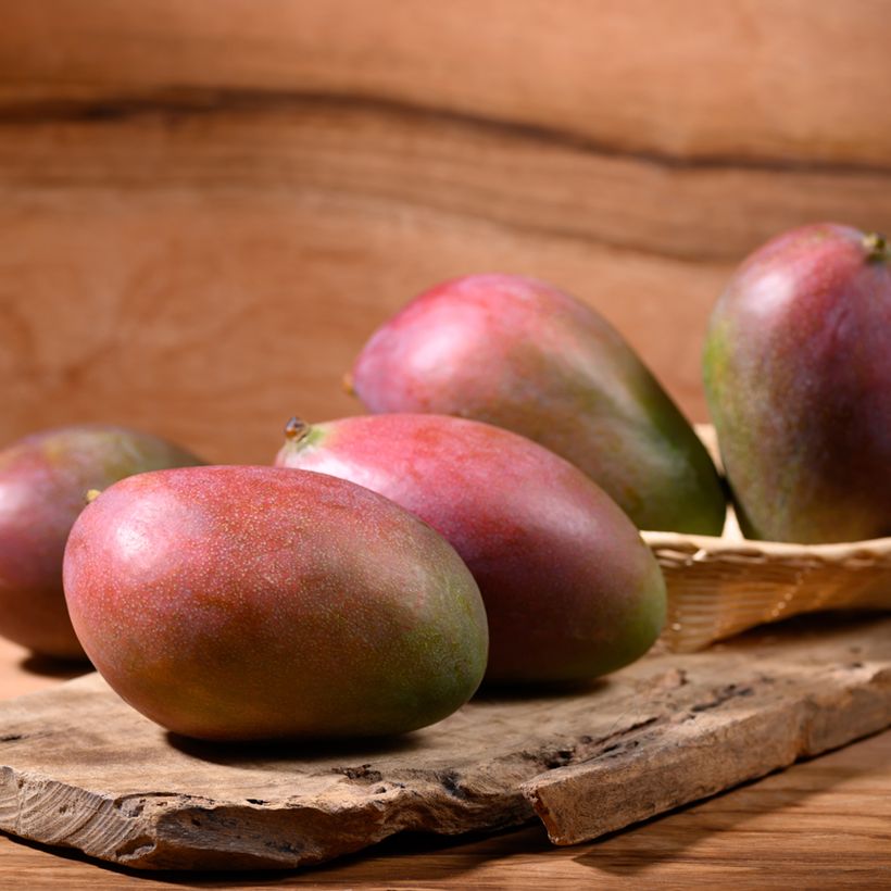 Manguier Palmer - Mangifera indica (Harvest)