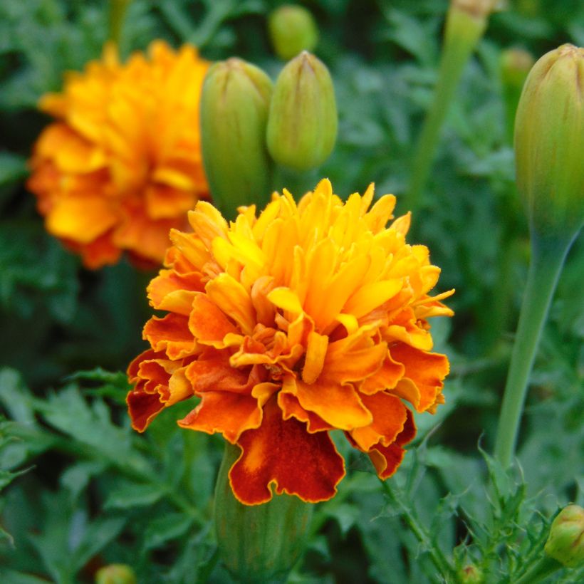 Graines d'Oeillet d’Inde Mowgli Bicolour - Tagetes patula (Flowering)