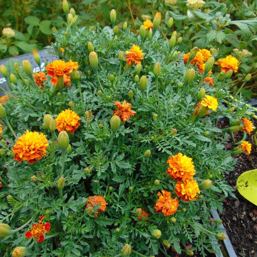 Graines d'Oeillet d’Inde Mowgli Bicolour - Tagetes patula (Plant habit)