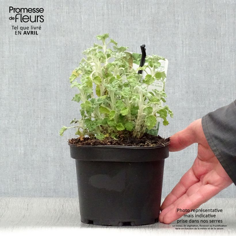 Example of Marrubium vulgare - Marrube blanc, marrube commun Pot de 1,5L/2L as you get in printemps