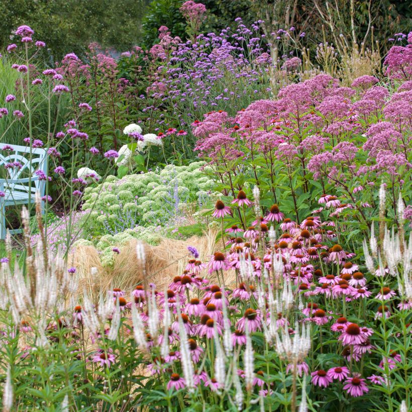 Massif naturaliste pour 2m² (Plant habit)