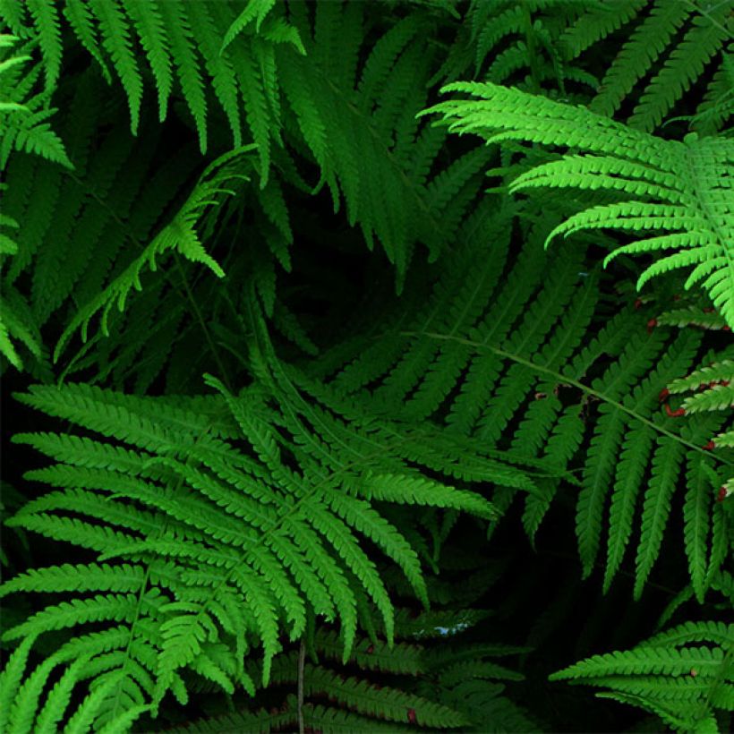 Matteuccia pensylvanica -  Fougère allemande (Foliage)