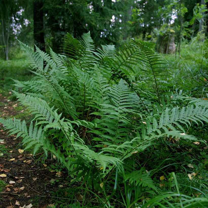 Matteuccia pensylvanica -  Fougère allemande (Plant habit)