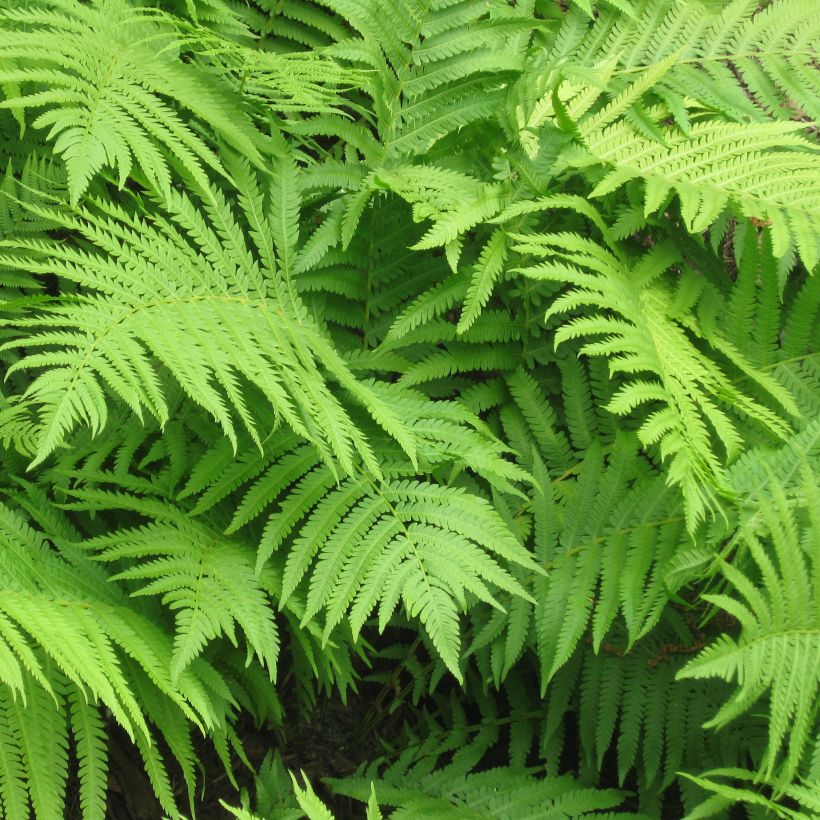 Matteuccia struthiopteris - Fougère d'Allemagne (Foliage)