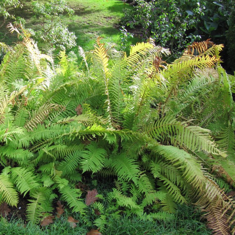 Matteuccia struthiopteris - Fougère d'Allemagne (Plant habit)
