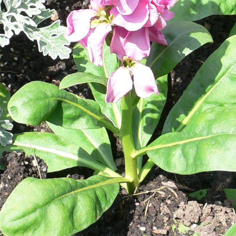 Giroflée quarantaine - Matthiola incana (Foliage)