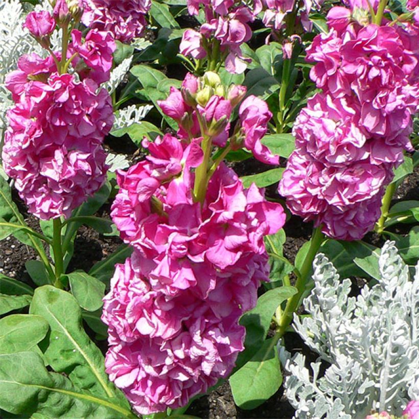 Giroflée quarantaine - Matthiola incana (Flowering)