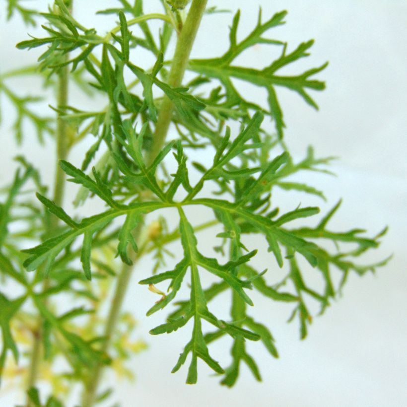 Mauve blanche - Malva moschata Alba (Foliage)