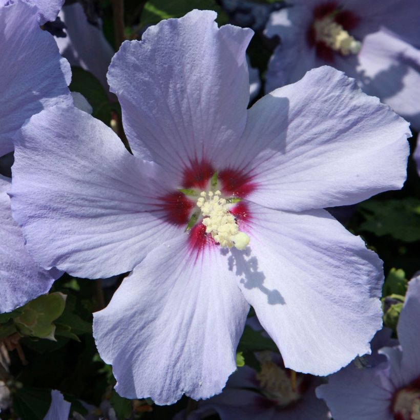 Hibiscus syriacus Azurii - Althéa (Flowering)