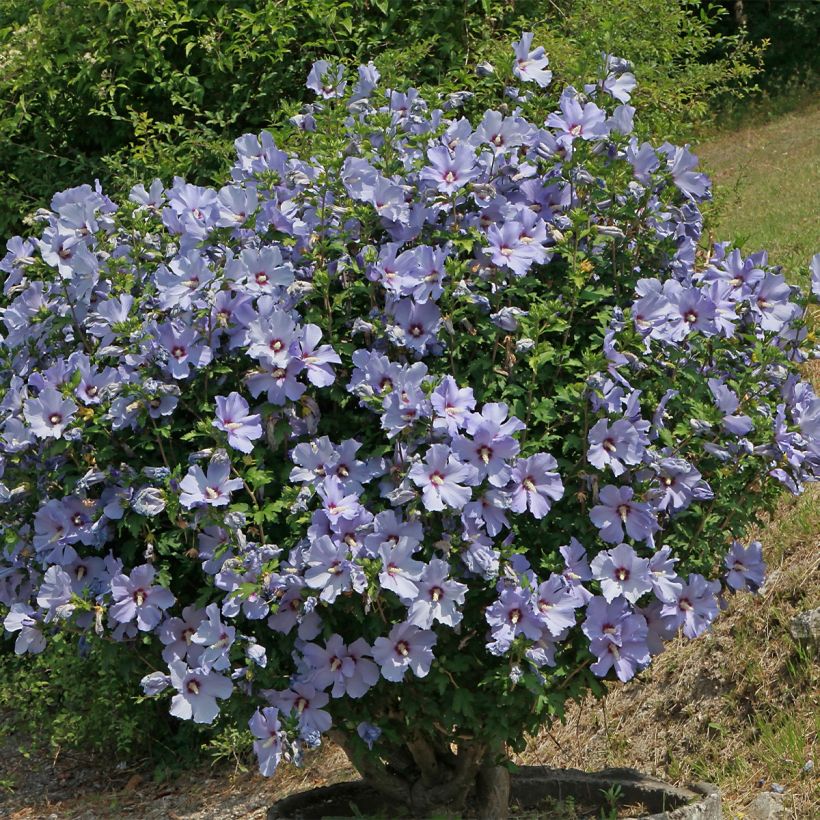 Hibiscus syriacus Azurii - Althéa (Plant habit)