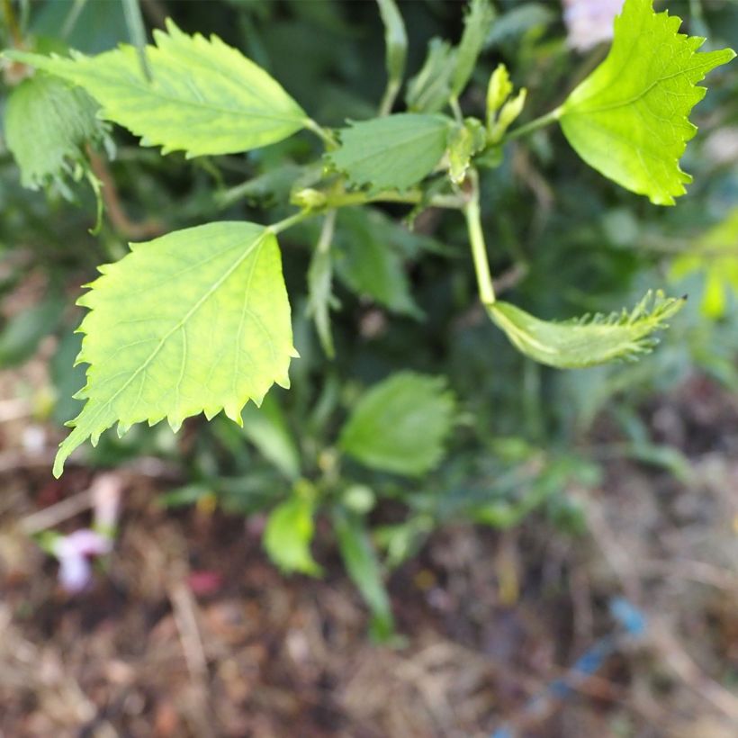 Hibiscus syriacus Purple Pillar - Althéa (Foliage)
