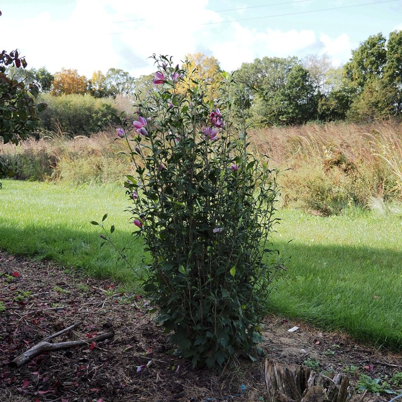 Hibiscus syriacus Purple Pillar - Althéa (Plant habit)