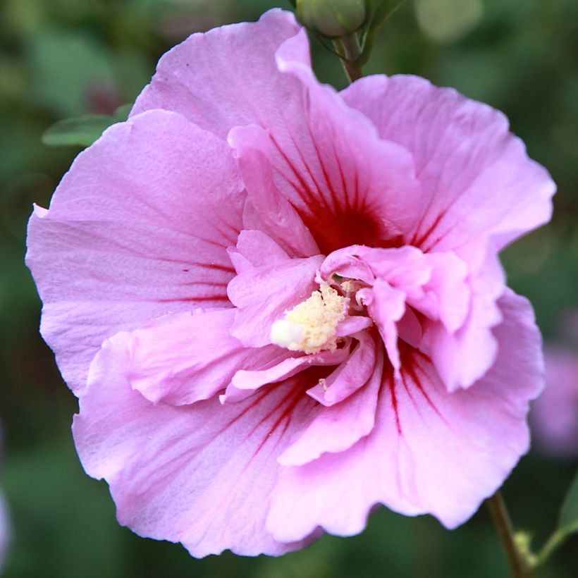 Hibiscus syriacus Purple Pillar - Althéa (Flowering)