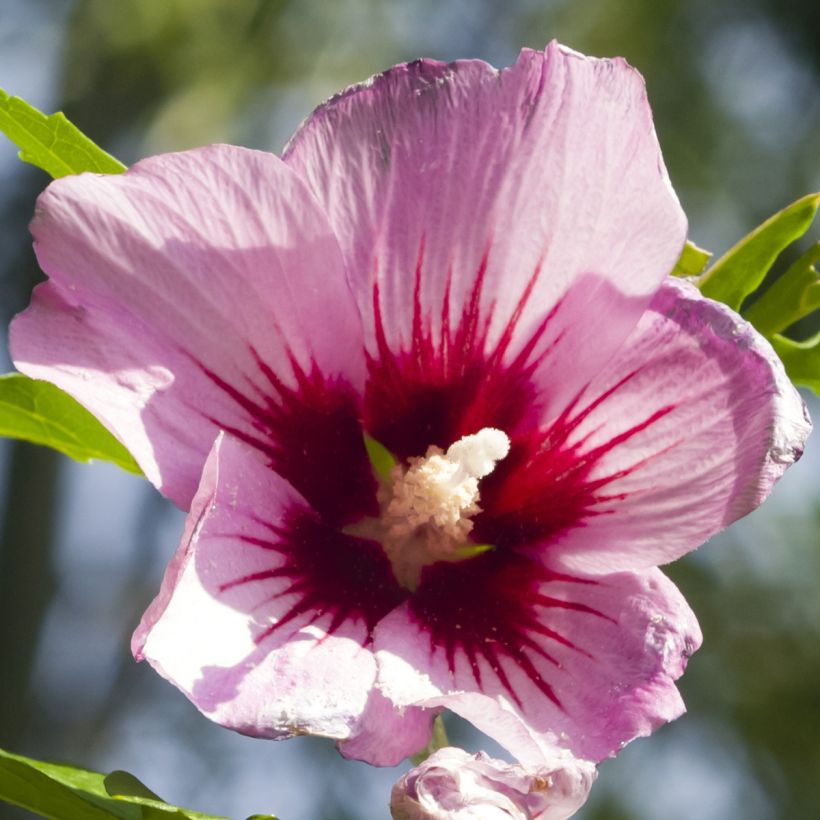Hibiscus syriacus Rosso - Althéa (Flowering)