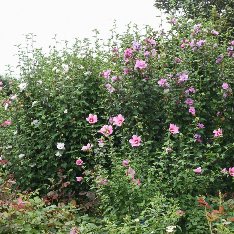 Hibiscus syriacus Rosso - Althéa (Plant habit)