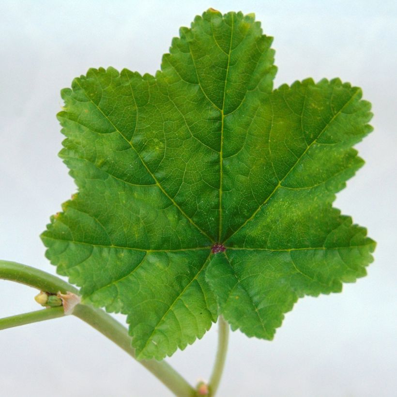 Mauve sylvestre - Malva sylvestris (Foliage)