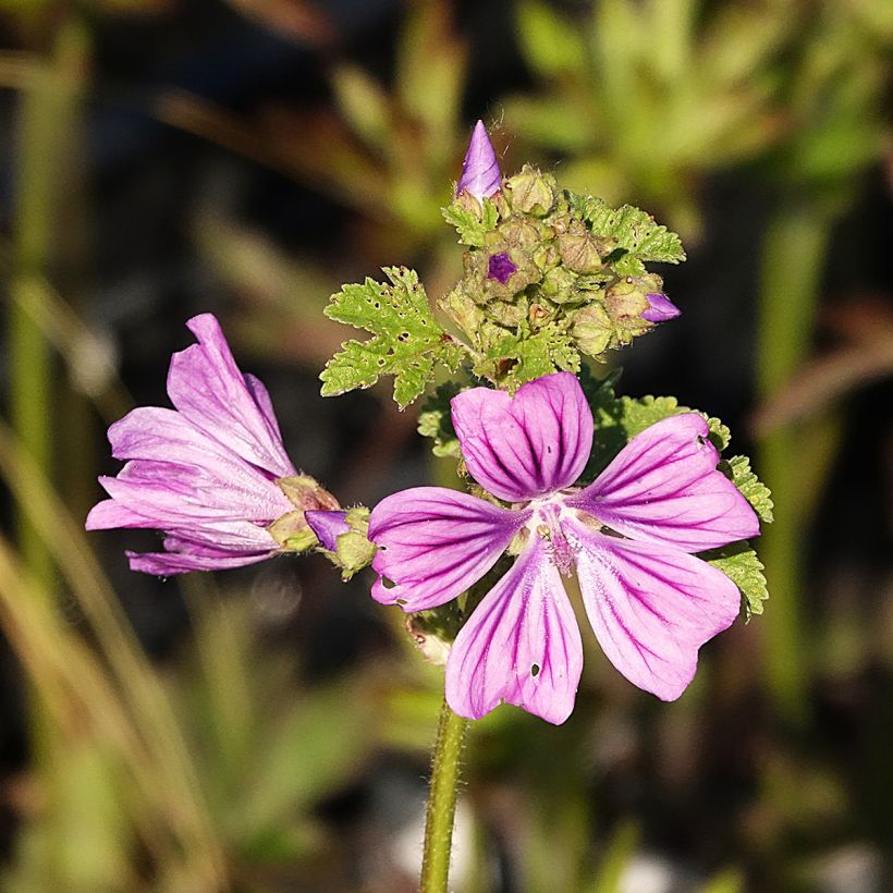 Mauve sylvestre - Malva sylvestris (Flowering)