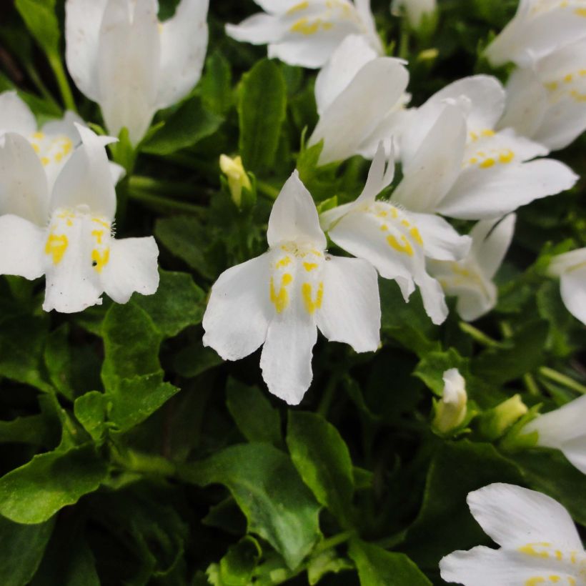 Mazus reptans Albus - Mazus rampant (Flowering)