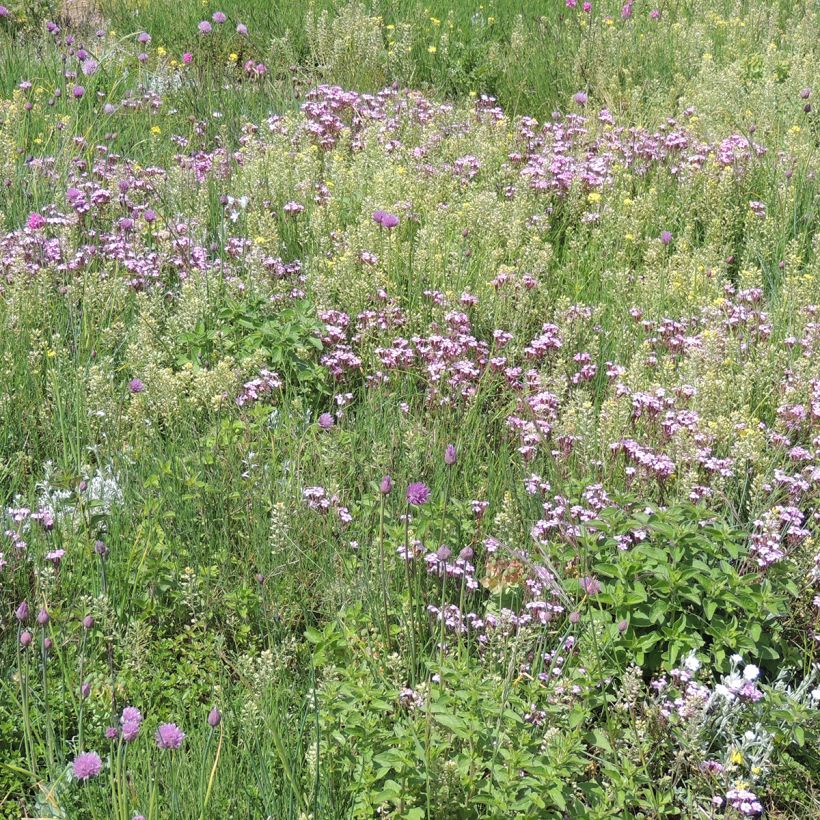 Mélange de fleurs vivaces couvre-sol, pour sols secs et superficiels (Plant habit)