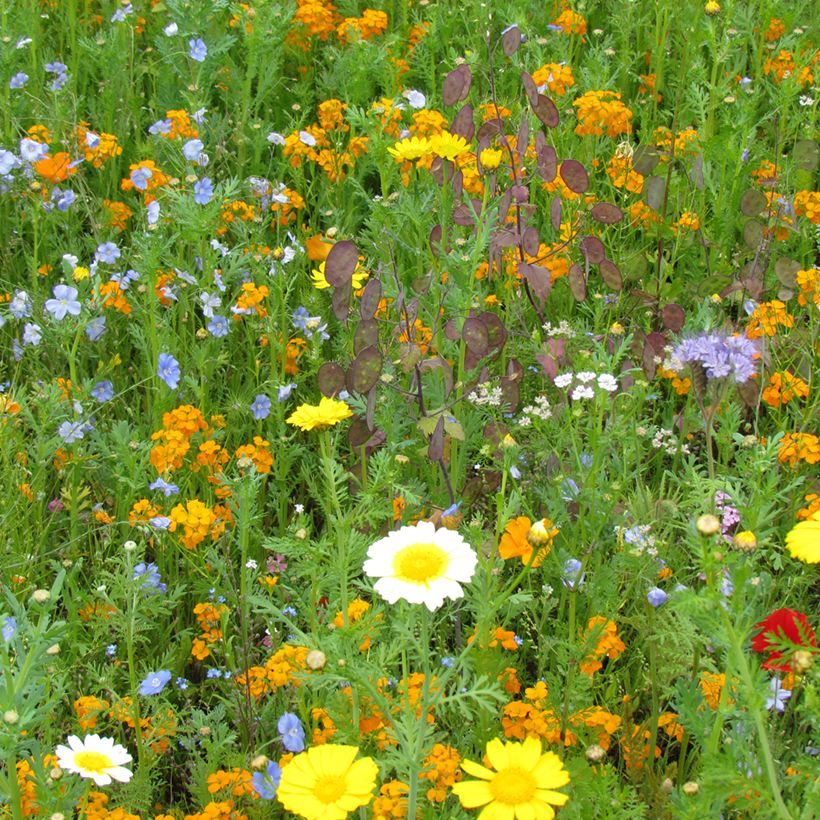 Mélange pour prendre soin des oiseaux (Plant habit)