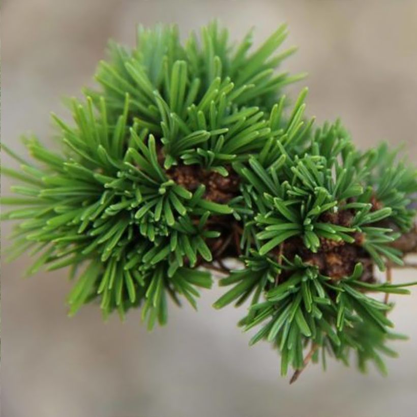 Mélèze - Larix decidua Krejci (Foliage)