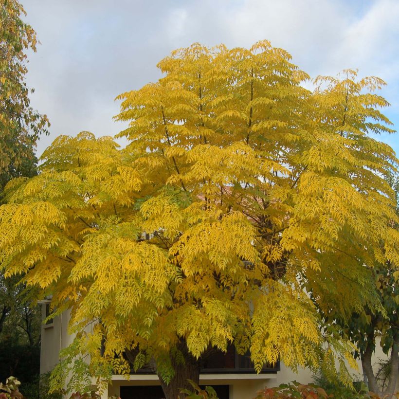 Melia azedarach - Margousier (Plant habit)