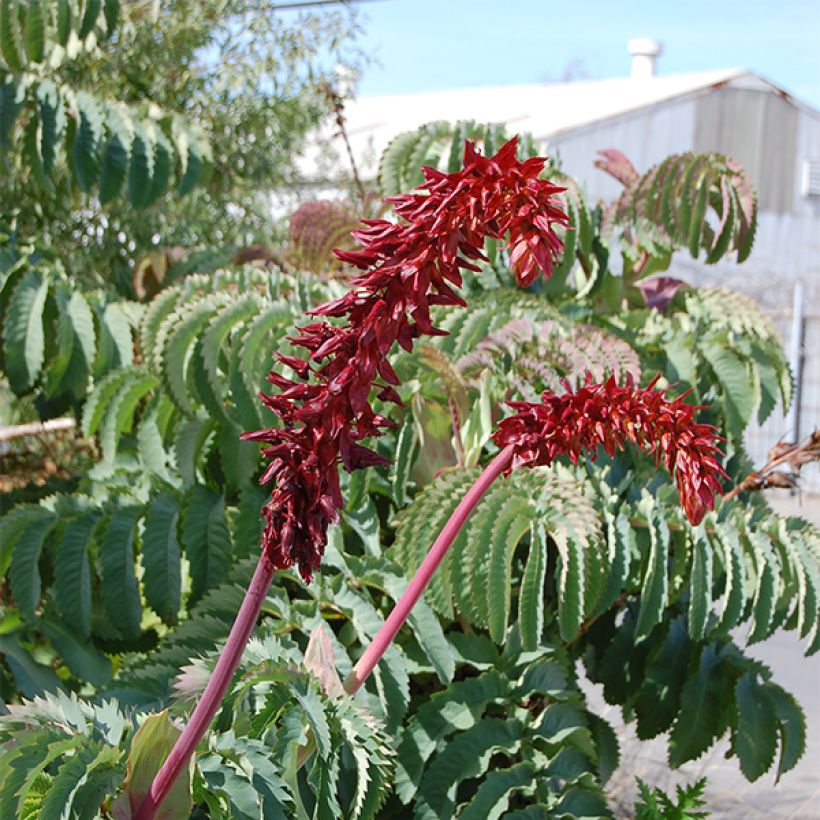 Melianthus major - Grande mélianthe (Flowering)