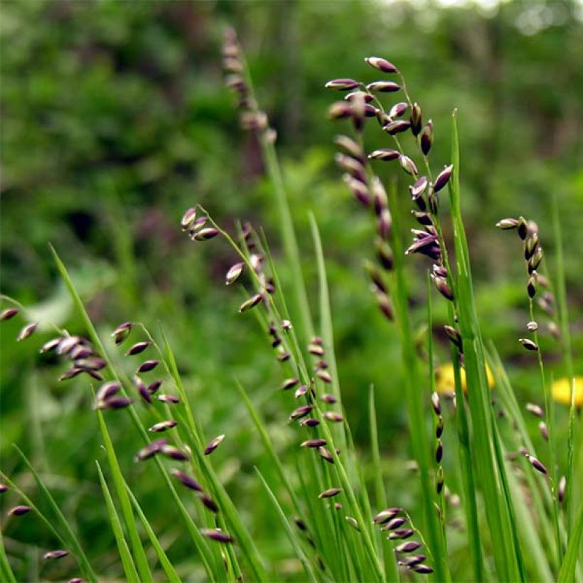 Melica nutans - Mélique penchée (Flowering)