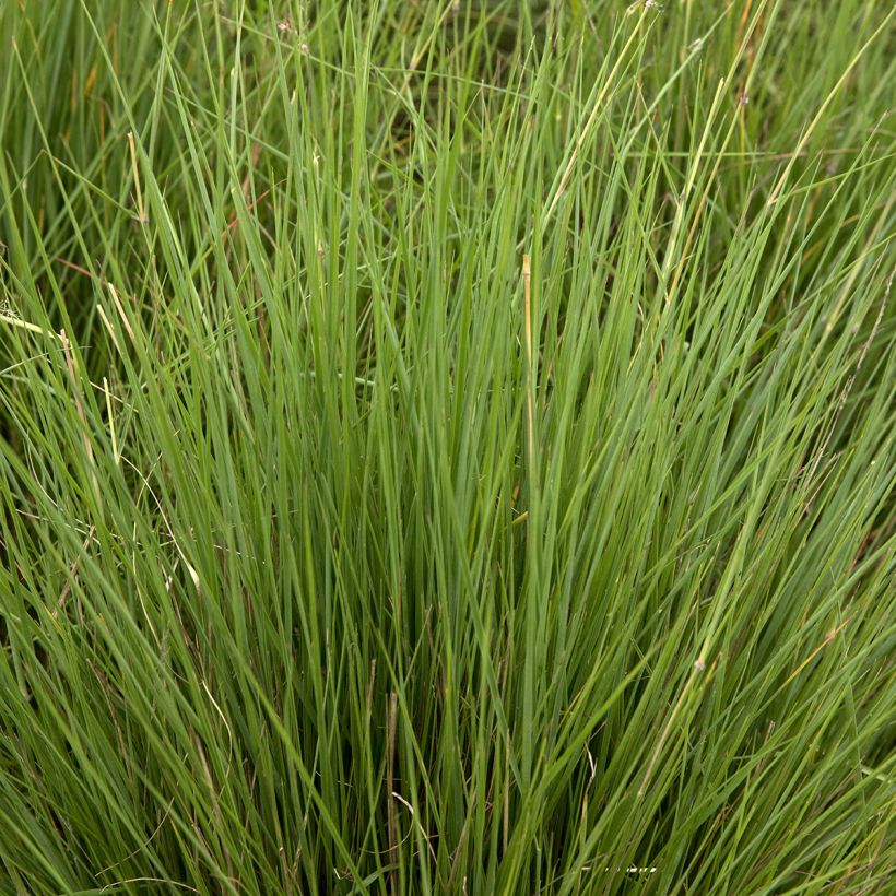 Melinis nerviglumis - Graminée vivace (Foliage)