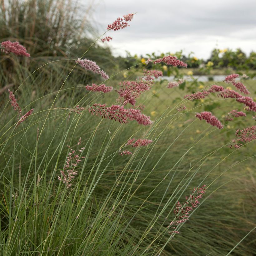 Melinis nerviglumis - Graminée vivace (Flowering)