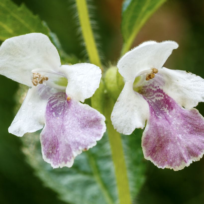 Mélitte - Melittis melissophyllum (Flowering)