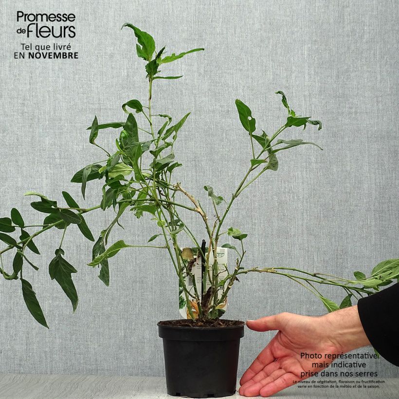 Example of Melon Poire - Pépino - Solanum muricatum Pot de 1,5L/2L as you get in automne