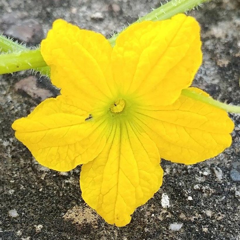 Melon charentais Santon en plant (Flowering)