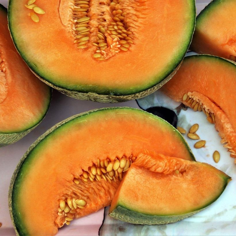 Melon charentais Santon en plant (Harvest)