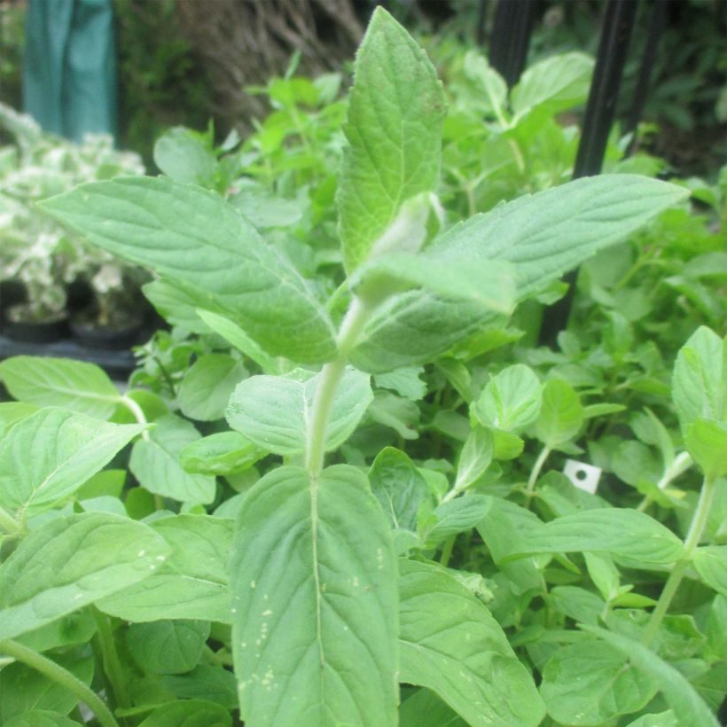 Menthe buddleia - Mentha longifolia Buddleja (Foliage)