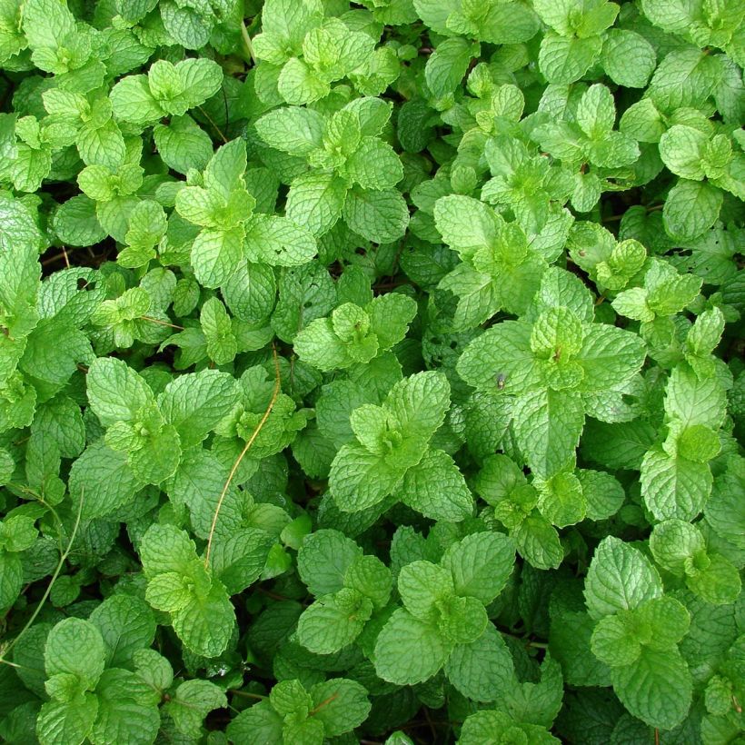 Menthe chewing gum  - Mentha spicata Yakima ® en plant (Foliage)