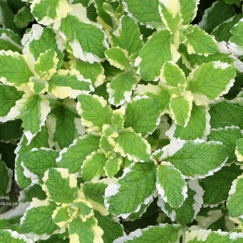 Menthe panachée ananas - Mentha suaveolens Pinedo (Foliage)