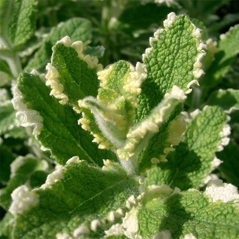Menthe panachée - Mentha suaveolens Variegata (Foliage)