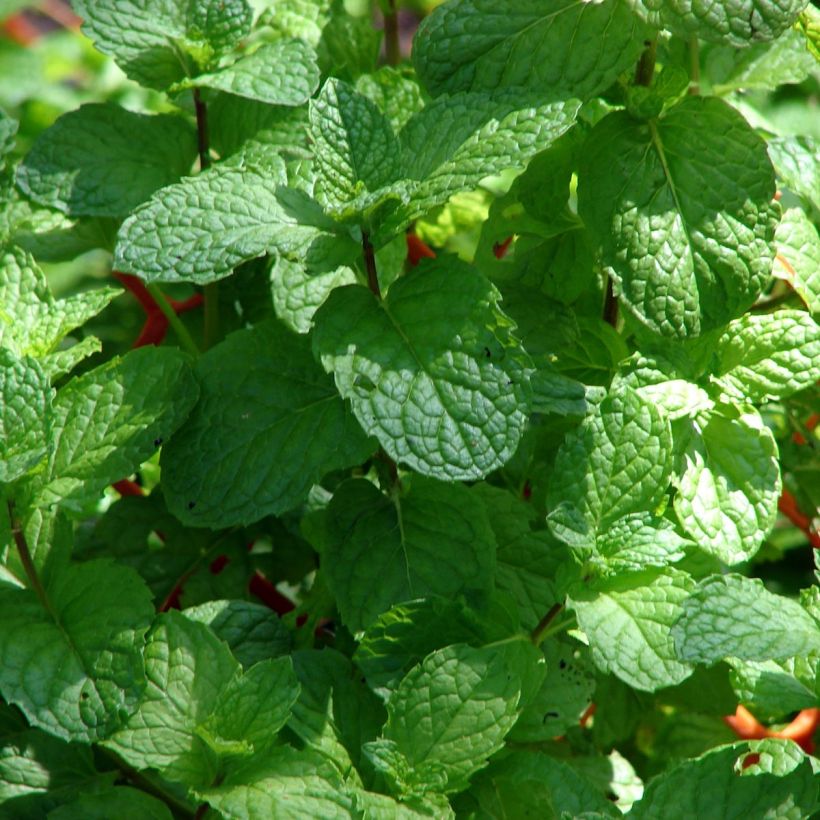 Menthe verte Hollywood - Mentha spicata (Foliage)