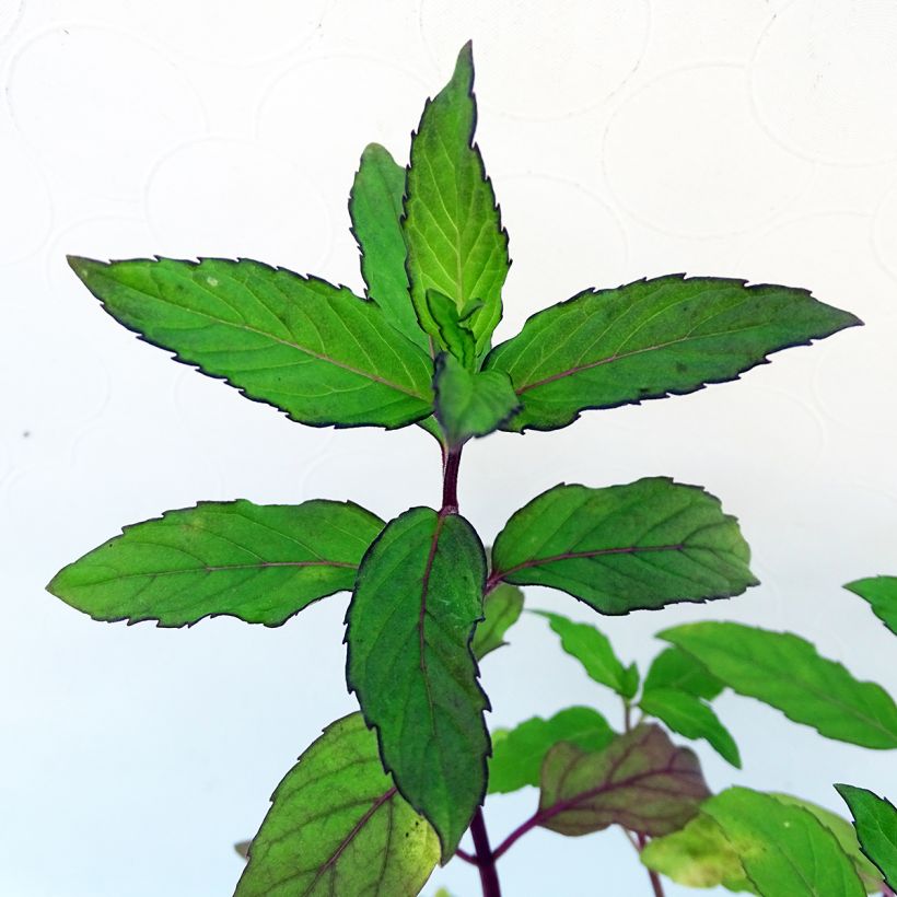 Menthe Ananas BIO - Mentha rotundifolia Ananas (Foliage)