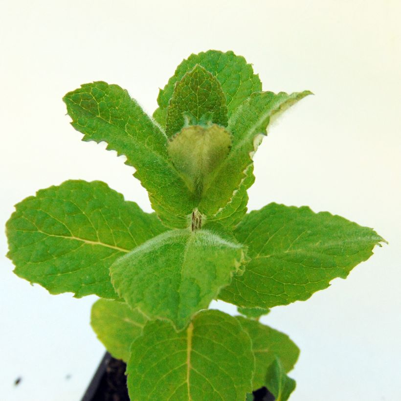 Menthe Blanche BIO - Mentha piperata officinalis 'Alba' (Foliage)