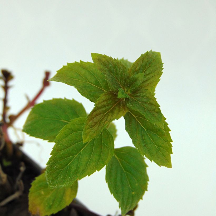 Menthe Eau de Cologne BIO - Mentha citrata Eau de Cologne (Foliage)