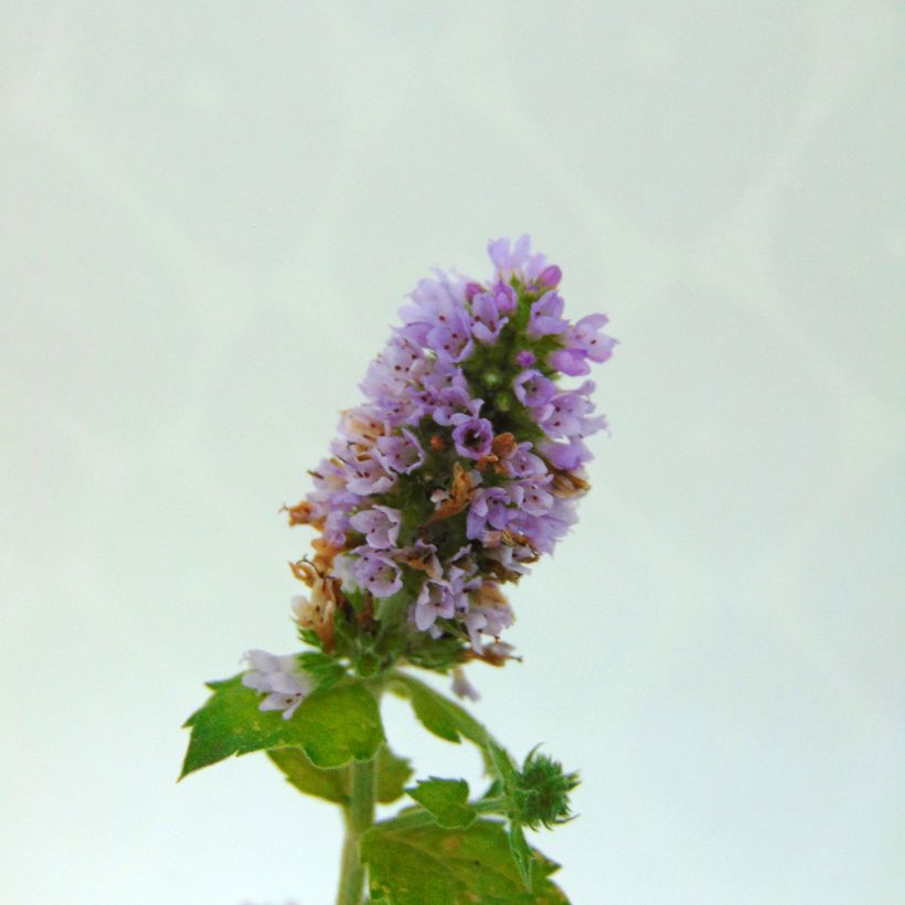 Menthe Eau de Cologne BIO - Mentha citrata Eau de Cologne (Flowering)