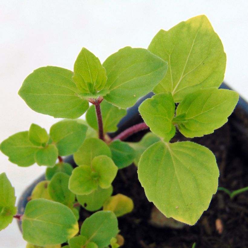 Menthe Gingembre BIO - Mentha piperita Ginger (Foliage)