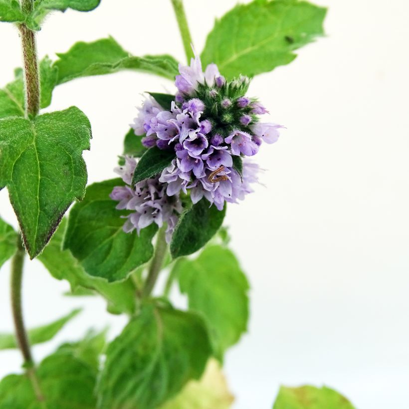 Menthe Pamplemousse BIO - Mentha citrata Grapefruit  (Flowering)