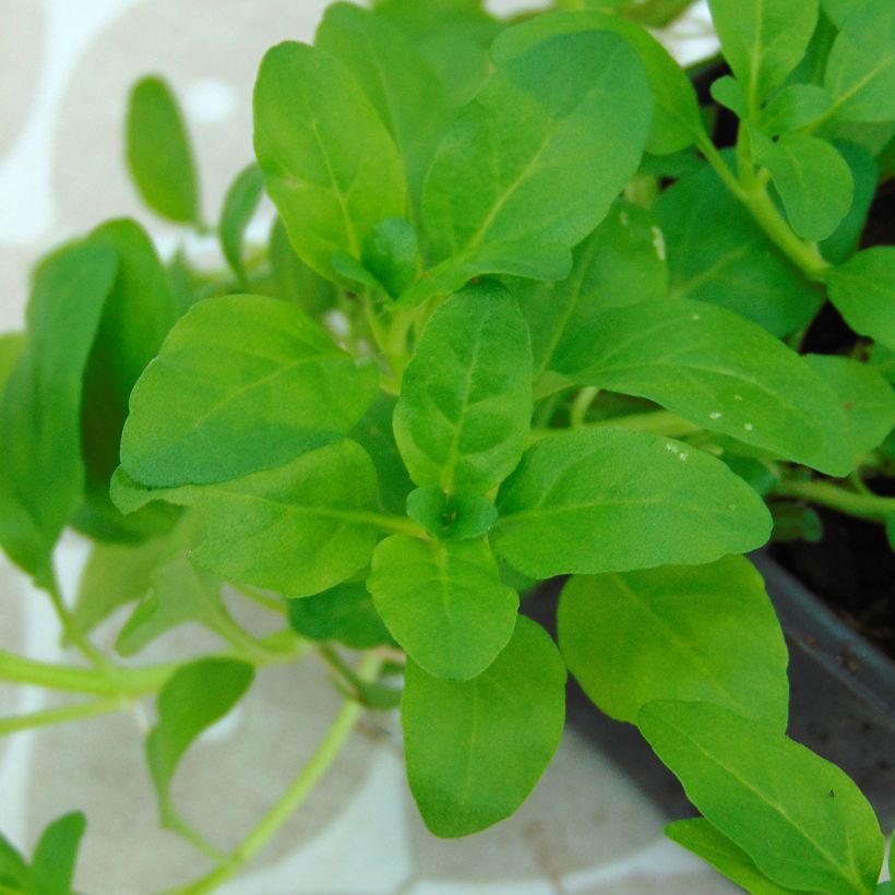 Menthe Pouliot - Mentha pulegium (Foliage)